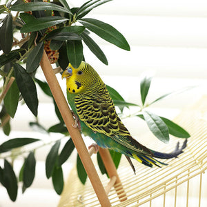 Vogelleitern