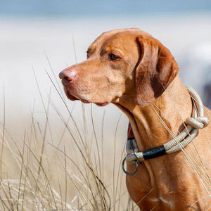 Hundehalsbänder