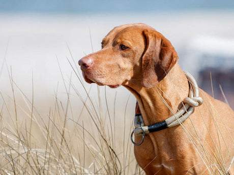 Hundehalsbänder