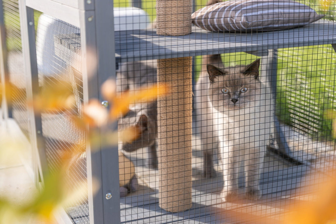 Katzenfreilaufgehege – sicherer Auslauf im Garten