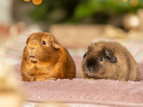 Weihnachtsartikel für Kleintiere