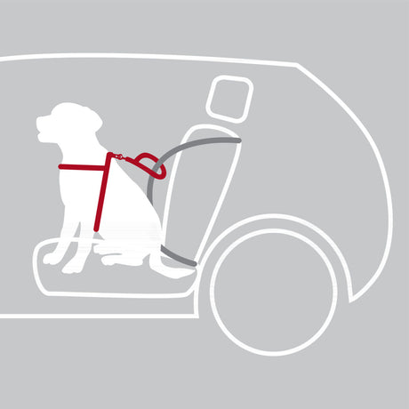 Hund sitzt in einem Autoanschnitt, angeleint mit rotem Geschirr an grauem Sicherheitsgurt, auf grauem Hintergrund.