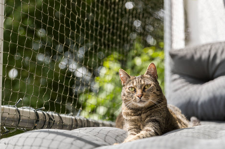 Getigerte Katze liegt auf einem grauen Kissen vor einem Netz im Freien.