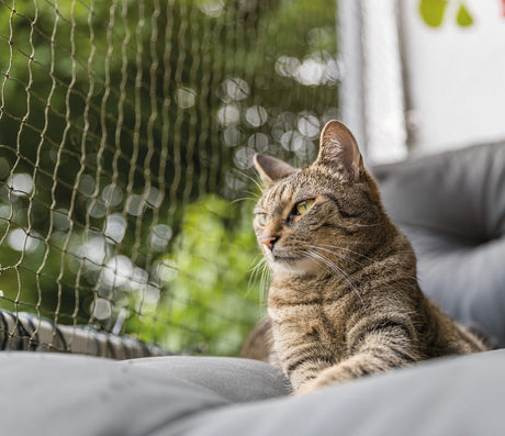 Getigerte Katze liegt auf einem grauen Kissen neben einem Netz im Freien.