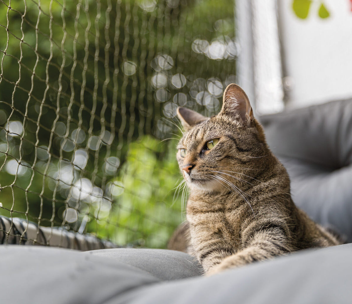 Getigerte Katze liegt auf einem grauen Kissen neben einem Netz im Freien.