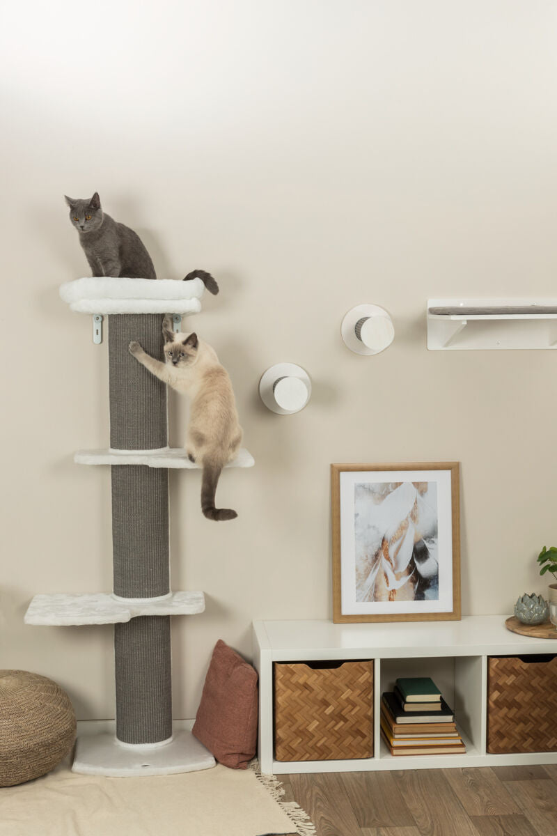 Zwei Katzen klettern auf einem Kratzbaum neben weißen Wandregalen.