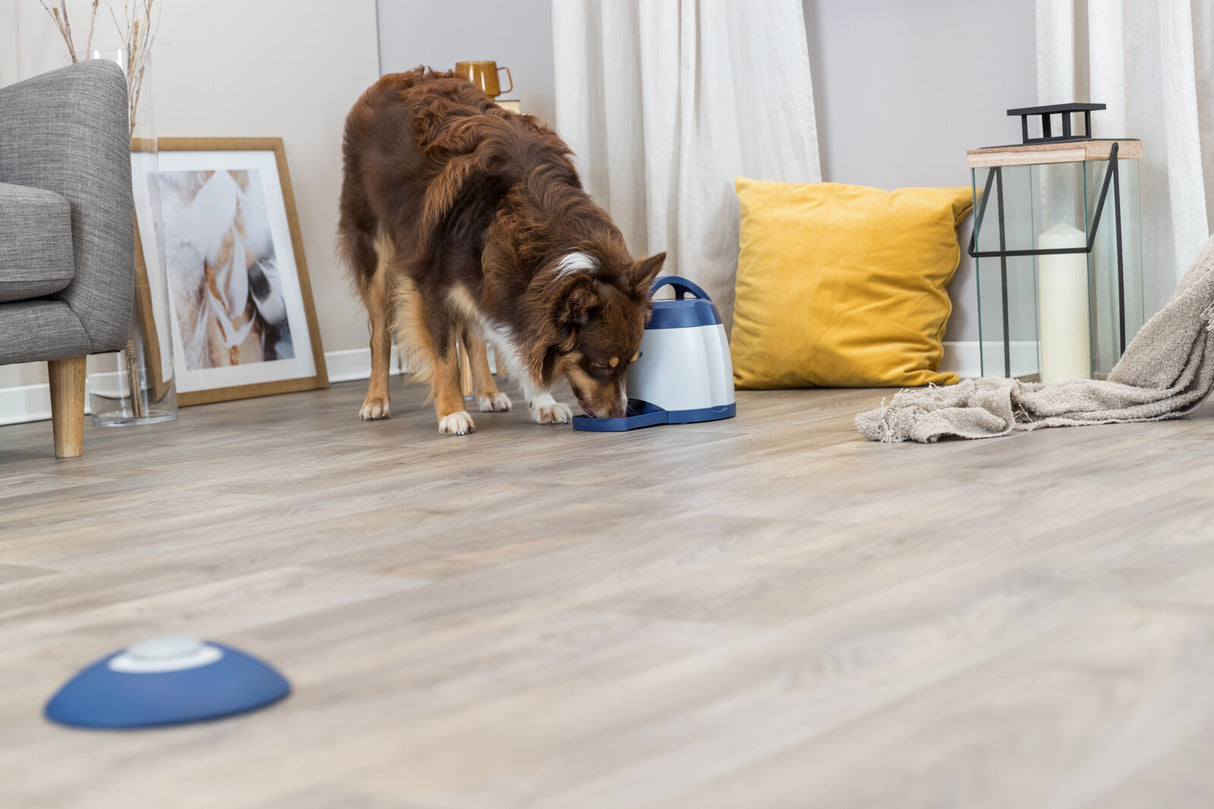 Hund schnuppert an blau-weißem Futterspender im Wohnzimmer neben gelbem Kissen.