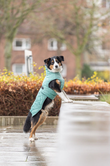 PHO_IMAGE_DOG_AustralianShepherd-Emma-Mantel-CityStyle-Stadt-7