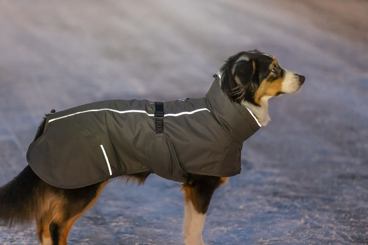 PHO_IMAGE_DOG_AustralianShepherd-Emma-Mantel-Limoux-Schnee-2