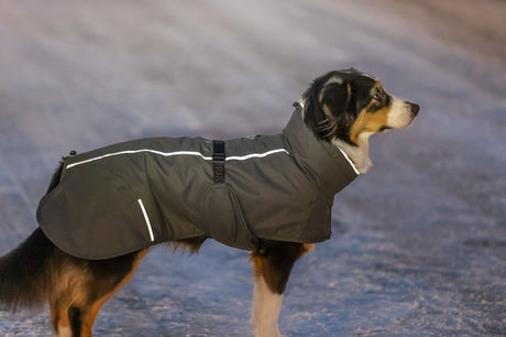 Hund in grauem Mantel steht auf einem gefrorenen Weg.