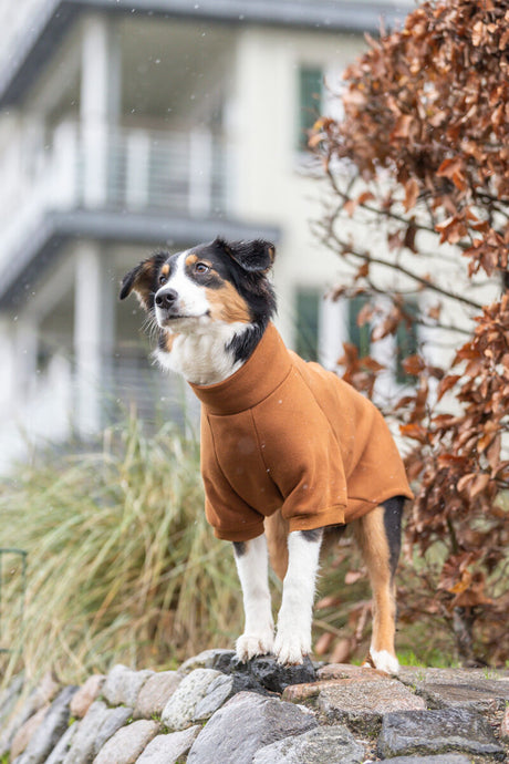 Hund mit braunem Mantel steht auf einer Mauer vor einem Gebäude und Bäumen.