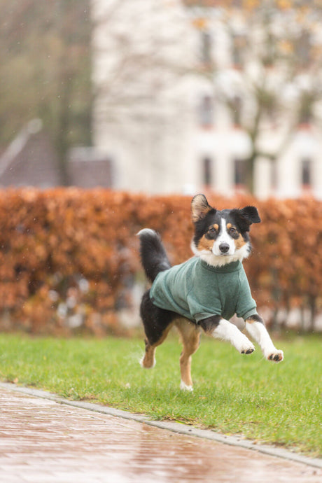 Hund mit grünem Pullover springt über nassen Gehweg im Park.