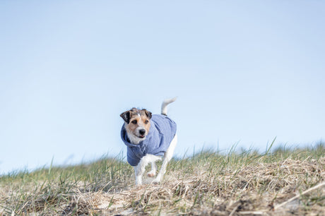 Hund in blauer Jacke läuft über trockene Wiese unter blauem Himmel.
