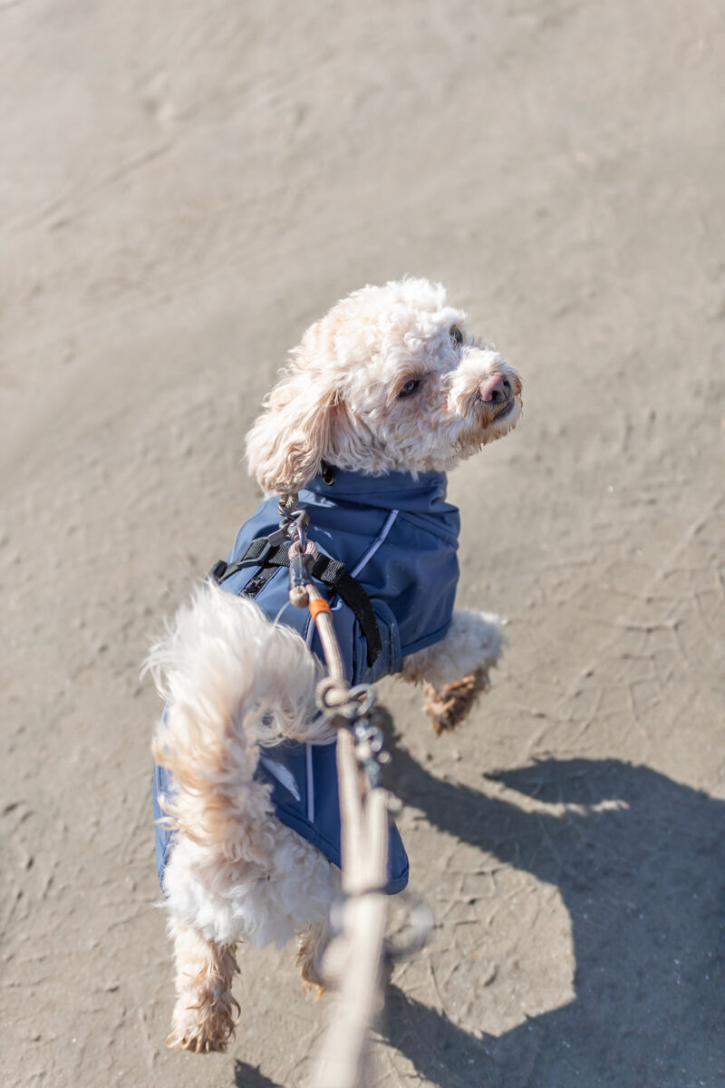 Ein kleiner Hund in einer blauen Jacke wird an der Leine über einen sandigen Weg geführt.
