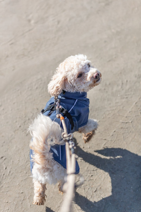 Ein kleiner Hund in einer blauen Jacke wird an der Leine über einen sandigen Weg geführt.
