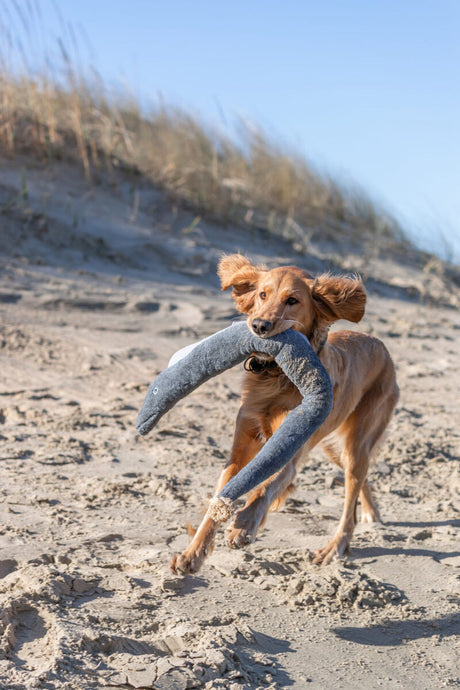 Goldener Hund läuft am Strand und trägt großes Spielzeug im Maul.
