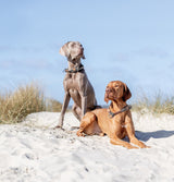 Zwei Hunde sitzen und liegen auf weißem Sand vor blauem Himmel.