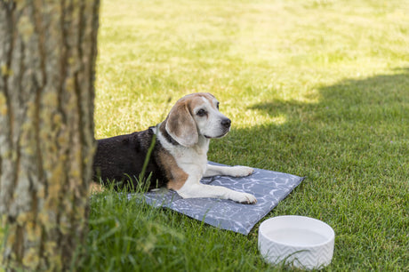 Hund liegt auf einer grauen Matte im Gras neben einem weißen Napf.