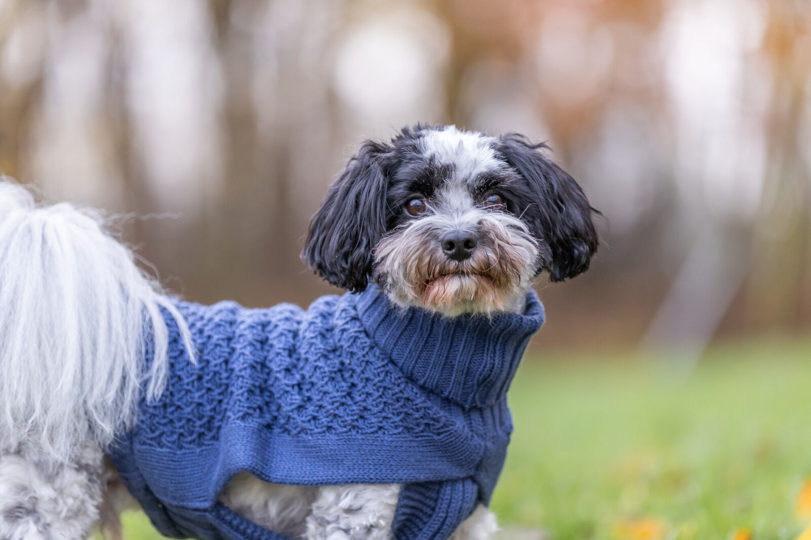 Ein kleiner Hund mit blauem Strickpullover steht auf einer Wiese in herbstlicher Umgebung.