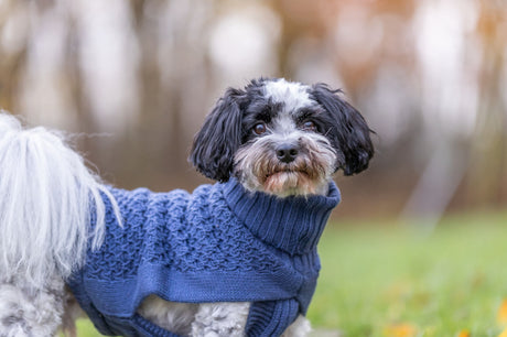 Ein kleiner Hund mit blauem Strickpullover steht auf einer Wiese in herbstlicher Umgebung.