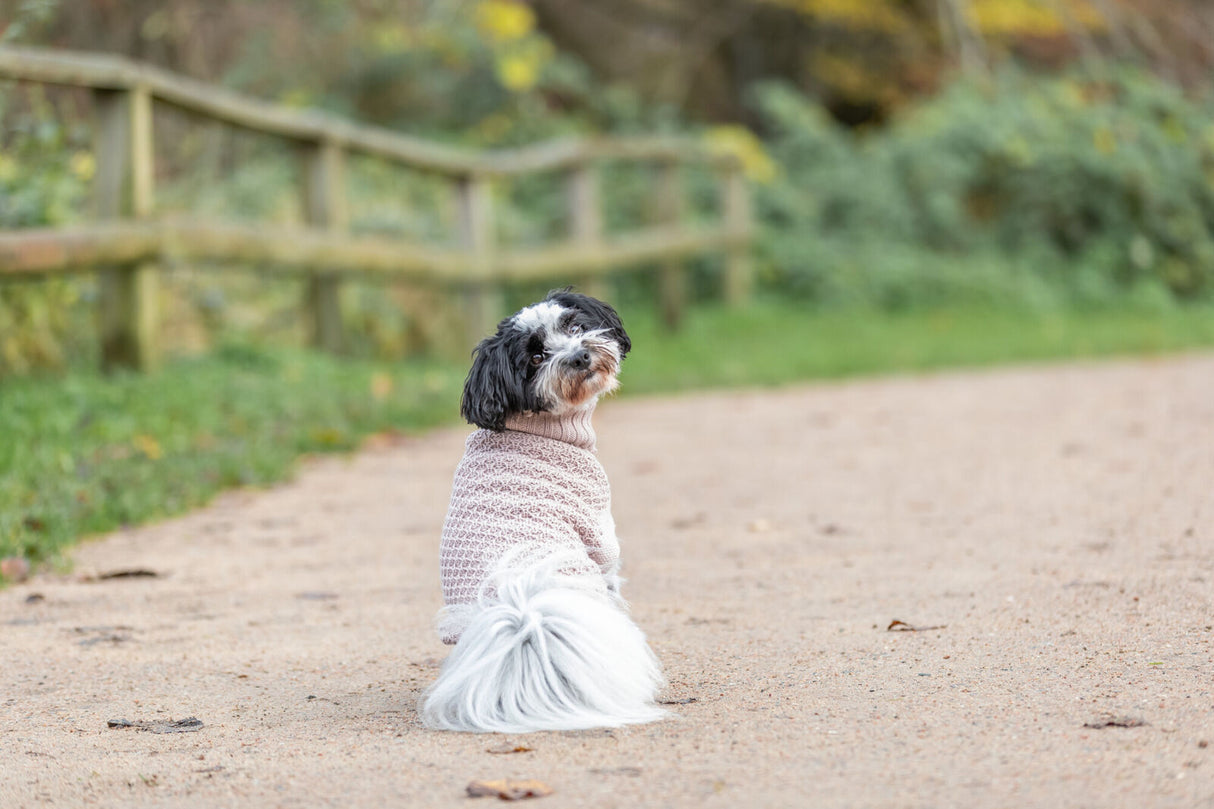 Kleiner Hund in hellem Pullover sitzt auf einem Weg im Grünen.
