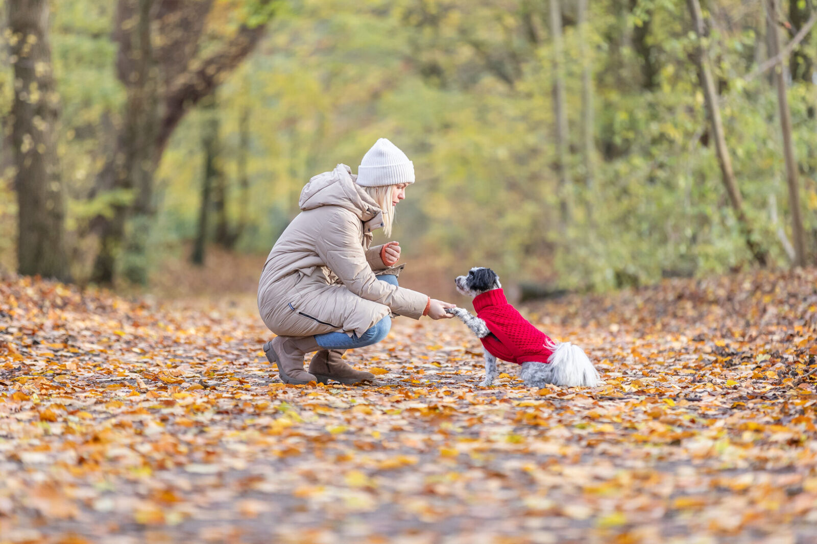 Frau kniet und schüttelt Pfote mit kleinem Hund im roten Pullover auf herbstlichem Waldweg.