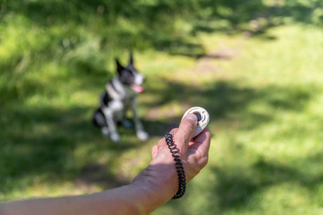 Ein schwarz-weißer Hund sitzt im Gras, während eine Hand einen Klicker hält.