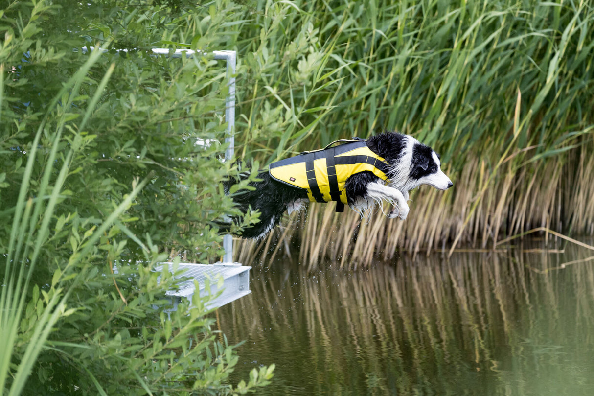 Hund mit gelber Schwimmweste springt ins Wasser bei Schilf.