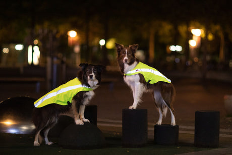 Zwei Hunde tragen gelbe Warnwesten und stehen auf schwarzen Säulen in einer nächtlichen Umgebung.