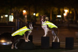 Zwei Hunde tragen gelbe Warnwesten und stehen auf schwarzen Säulen in einer nächtlichen Umgebung.