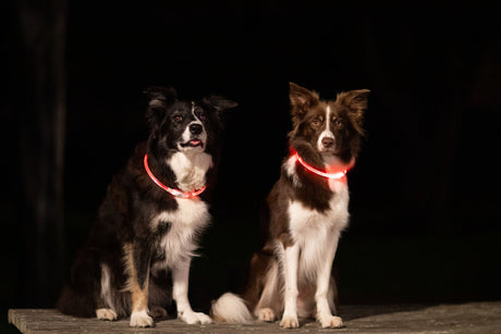 Zwei Hunde mit leuchtenden Halsbändern sitzen im Dunkeln auf einer Holzplattform.
