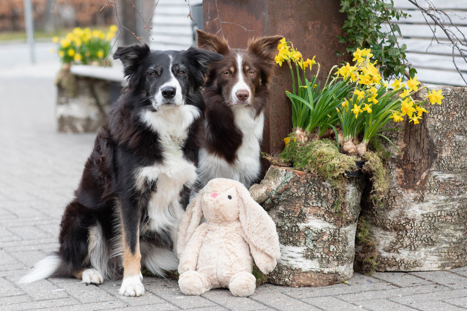 Zwei Hunde sitzen vor gelben Narzissen und einem Plüschhasen auf dem Boden.