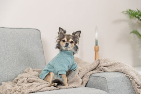 PHO_IMAGE_DOG_Chihuahua-Linda-Sweatshirt-Littleton-Wohnzimmer-1