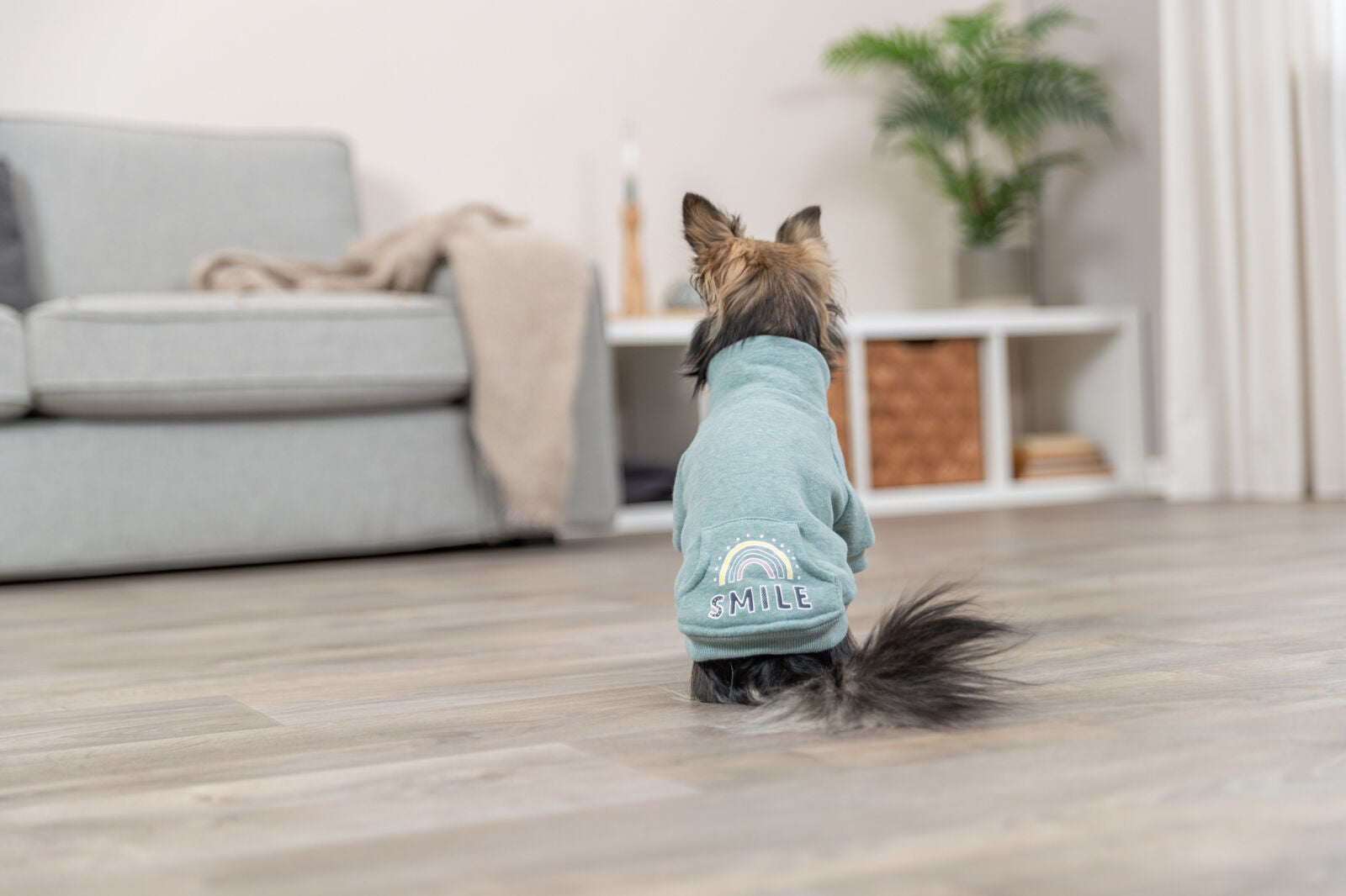 Der kleine Hund trägt einen blauen Pullover mit Regenbogen- und „SMILE“-Aufdruck.