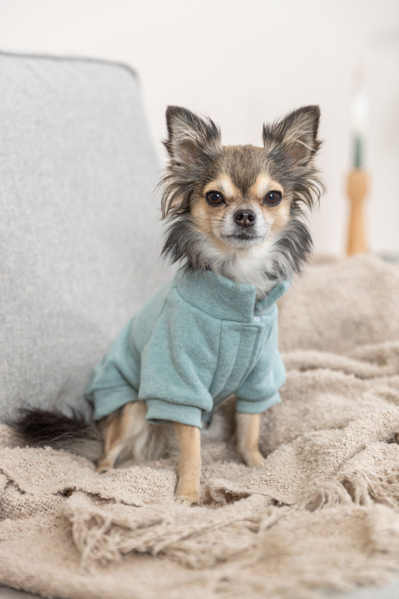 Kleiner Hund in mintgrünem Pullover sitzt auf beige Decke auf einem Sofa.