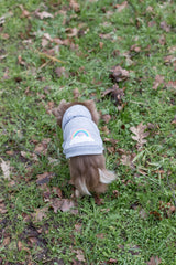 Kleiner Hund mit grauem Hoodie und Regenbogenmotiv läuft über eine Wiese.