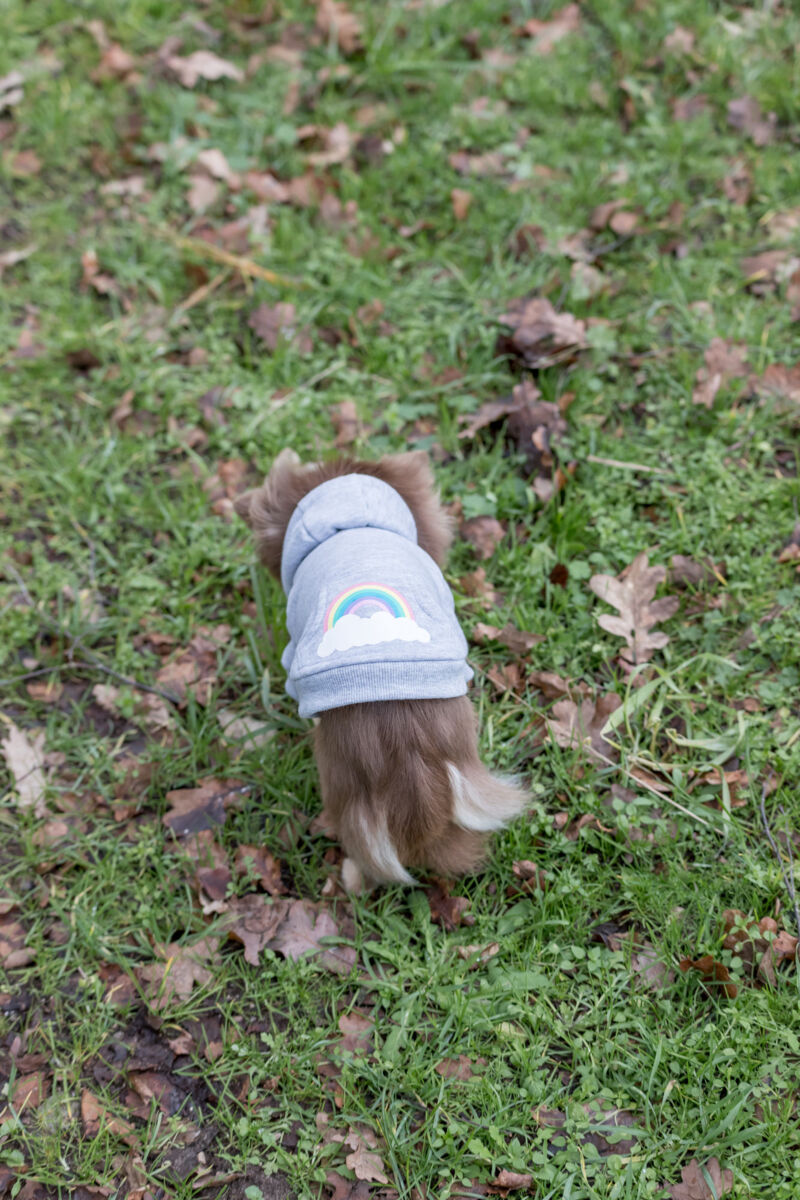 Kleiner Hund mit grauem Hoodie und Regenbogenmotiv läuft über eine Wiese.