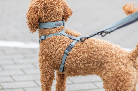 Ein brauner Hund mit lockigem Fell trägt ein blaues Geschirr auf gepflastertem Untergrund.