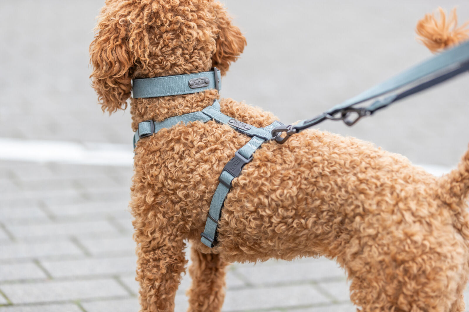 Ein brauner Hund mit lockigem Fell trägt ein blaues Geschirr auf gepflastertem Untergrund.