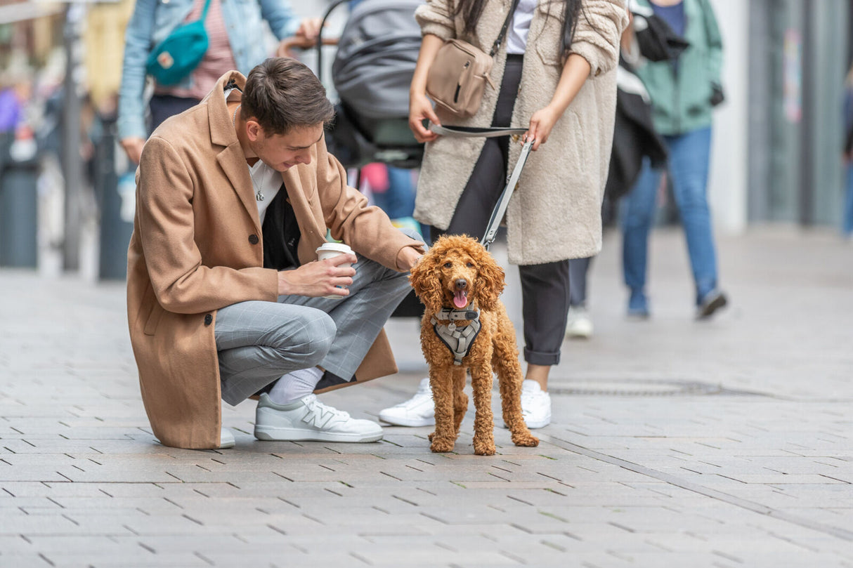 CityStyle Halsband, extra breit