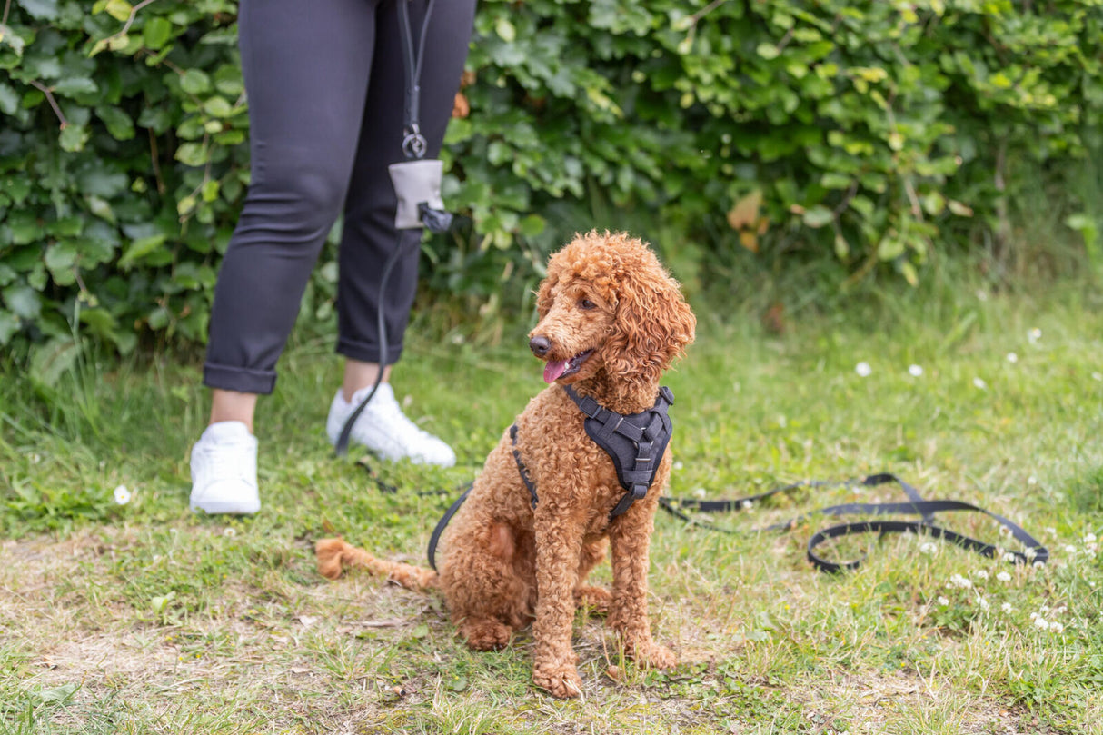 Ein Hund mit braunem lockigem Fell trägt ein schwarzes Geschirr und sitzt auf einer Wiese.