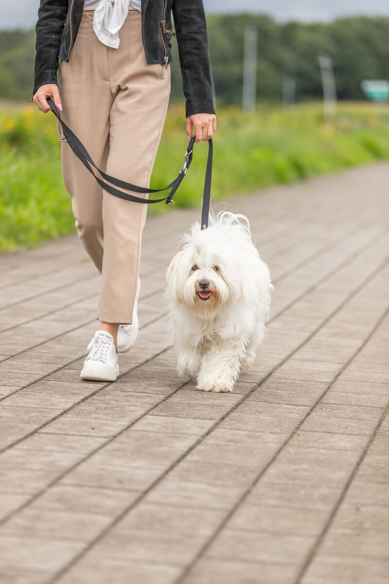 Person führt weißen Hund an der Leine auf einem gepflasterten Weg im Freien.