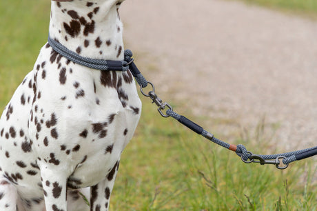 Hund mit schwarz-weißem Fell trägt graues Halsband mit passender Leine auf einem Grasweg.