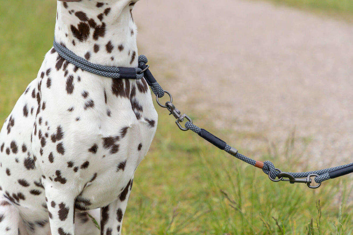 Hund mit schwarz-weißem Fell trägt graues Halsband mit passender Leine auf einem Grasweg.