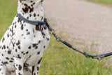 Hund mit schwarz-weißem Fell trägt graues Halsband mit passender Leine auf einem Grasweg.