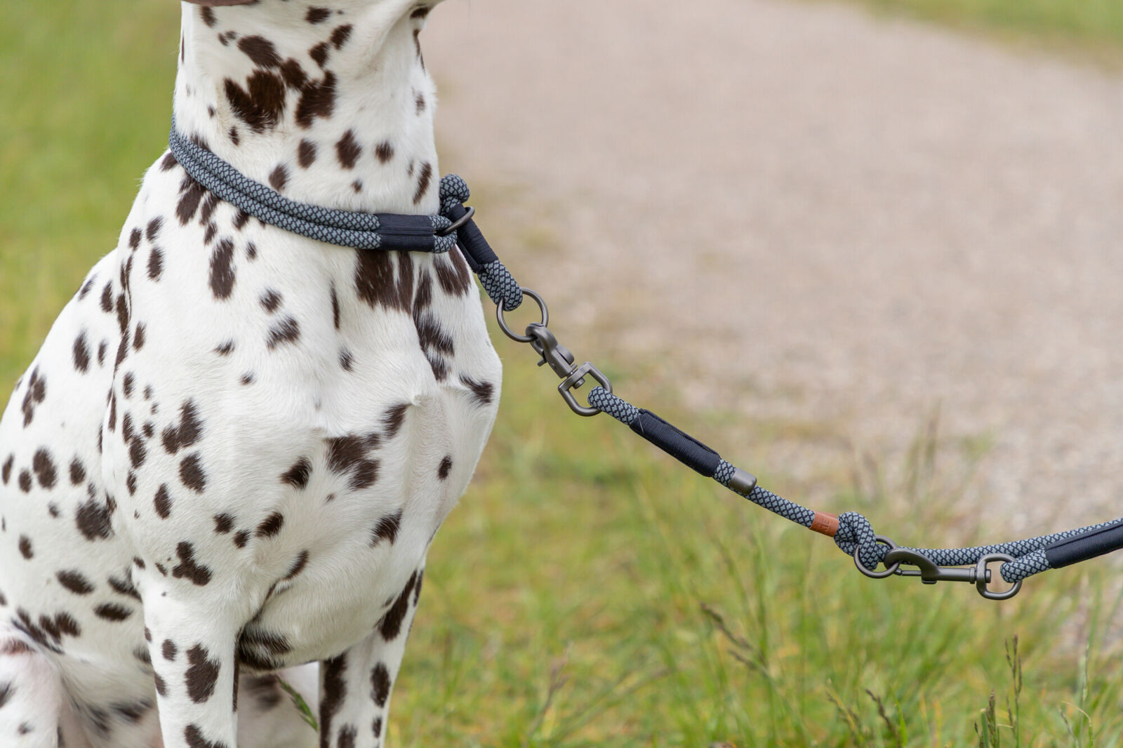 Hund mit schwarz-weißem Fell trägt graues Halsband mit passender Leine auf einem Grasweg.
