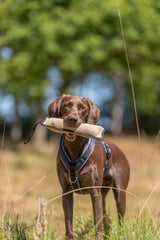 Ein brauner Hund trägt ein Spielzeug im Maul und steht auf einer Wiese.