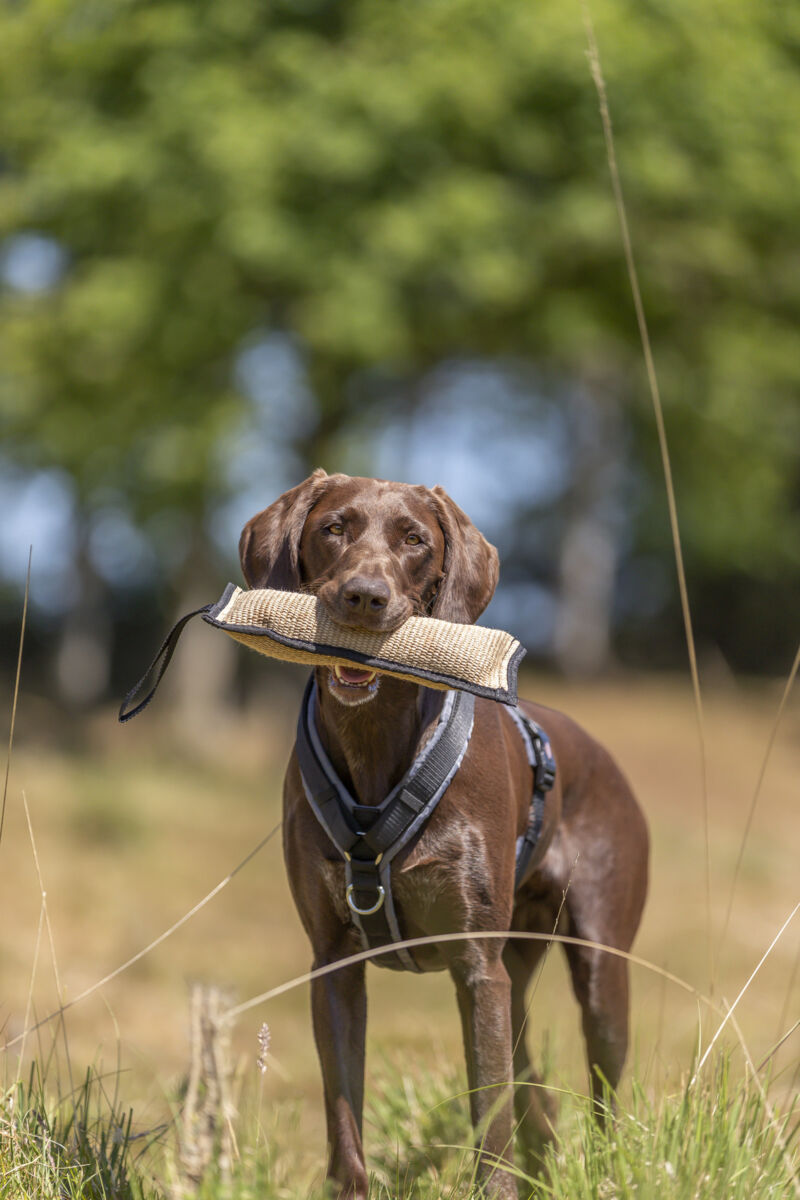 Ein brauner Hund trägt ein Spielzeug im Maul und steht auf einer Wiese.