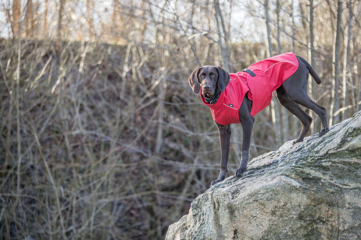 Hund in roter Jacke steht auf Felsen vor kahlen Bäumen im Hintergrund.