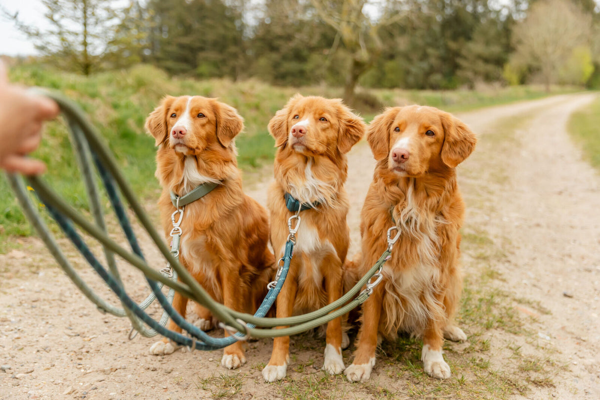 Premium Halsband